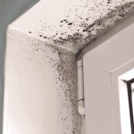 Clean Mould