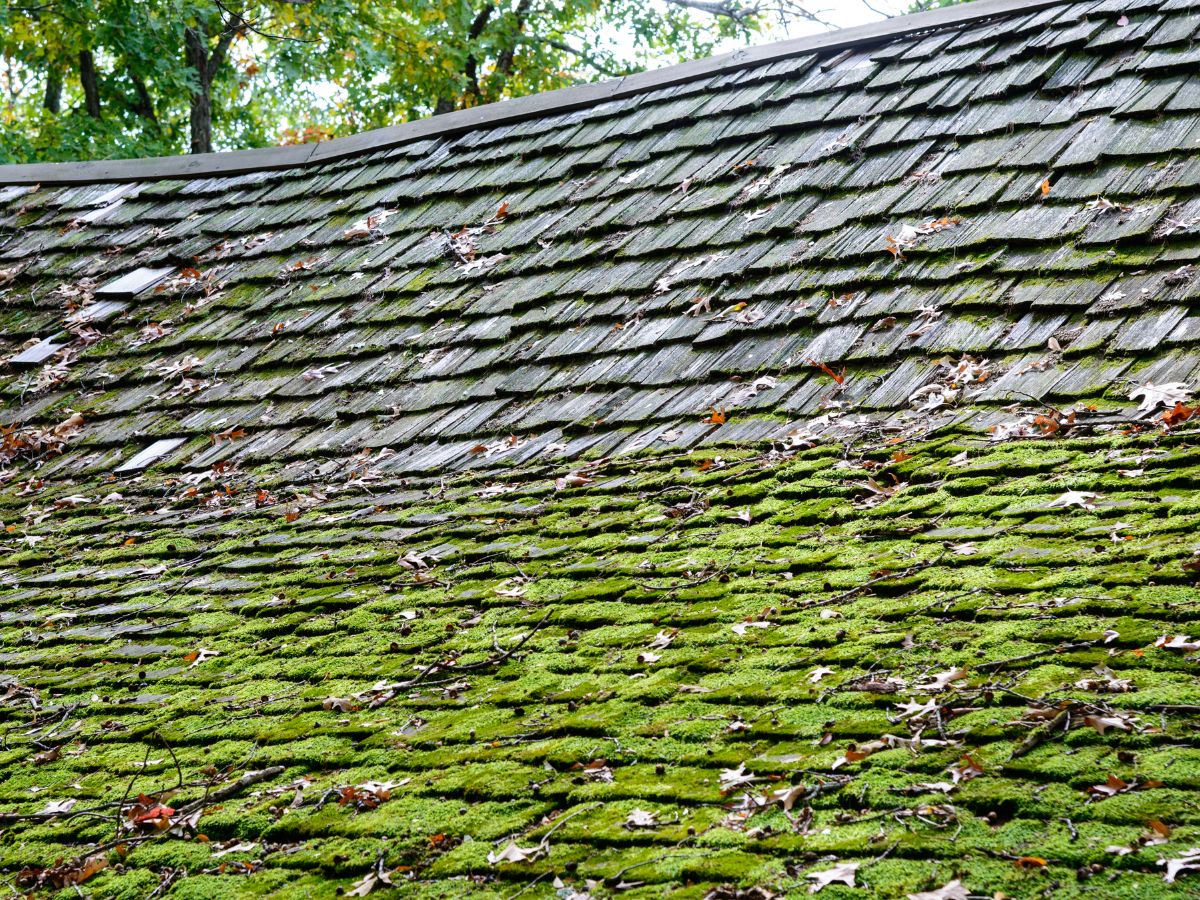 Moss On Roof