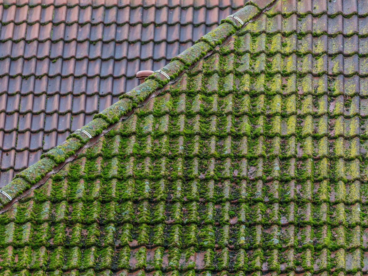 Moss on roof