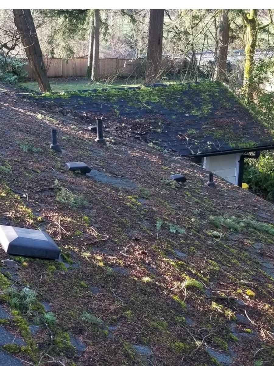 Before Roof Wash Moss Growing On Asphalt Shingles In British Columbia.
